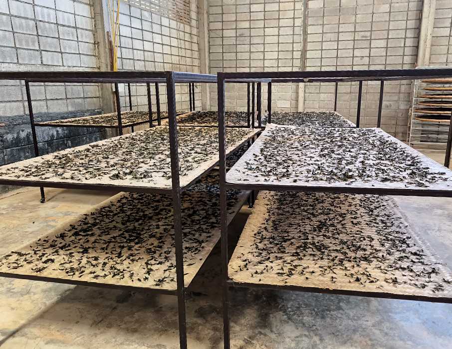 Drying white tea Moon in Bloom