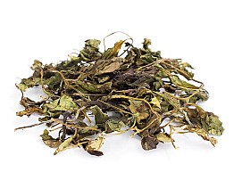 Wild White Tea 2026  - Buy Online