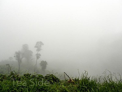Journey to old and wild tea trees. Part 2 Journey to old and wild tea trees. Part 2