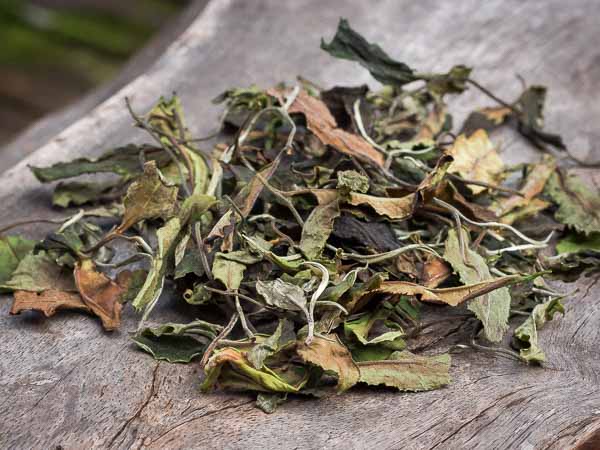 What is white tea What is white tea