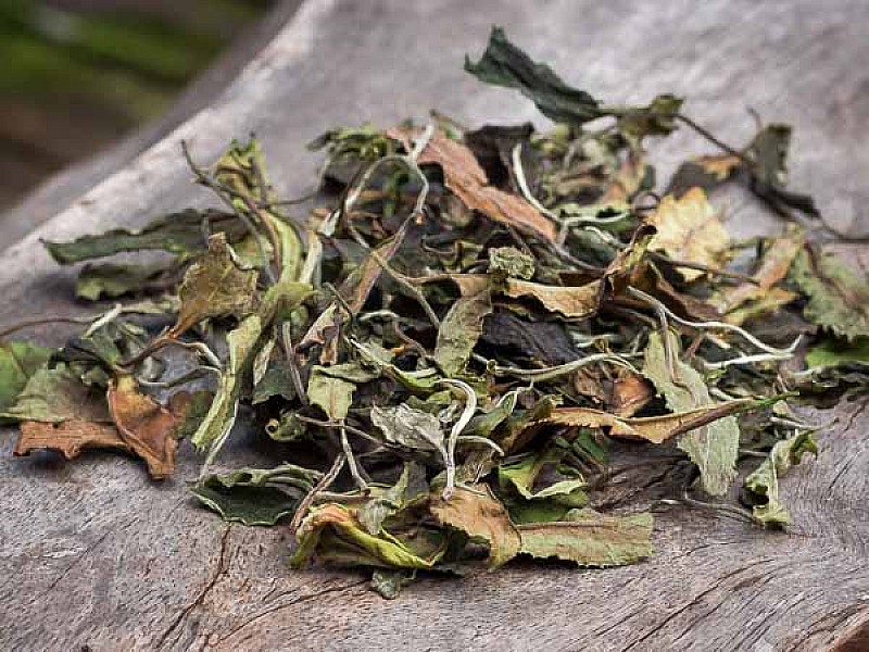 What is white tea What is white tea