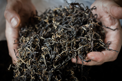 Dian Hong Black tea from thai old trees - in hands