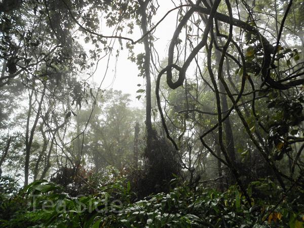 Lianas