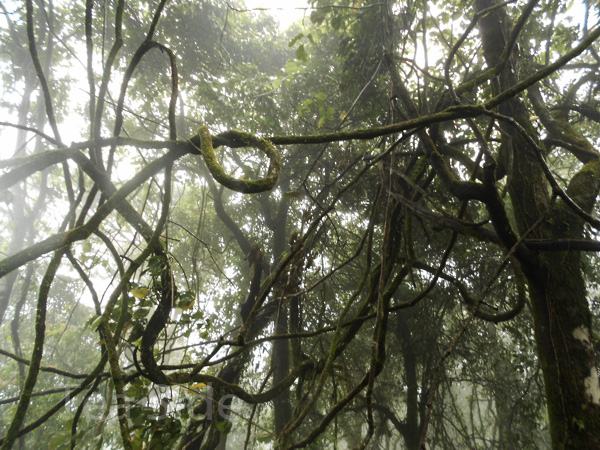 Lianas