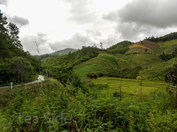 Nice view during tea trip 2
