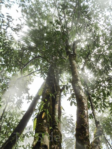 Thousand-year-old tea tree's top