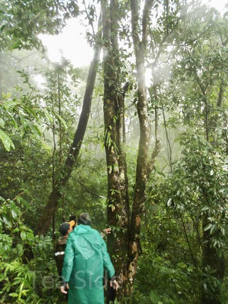 Thousand-year-old tea tree