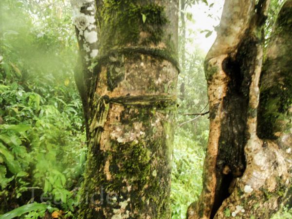 Thousand-year-old tea tree's trunk width