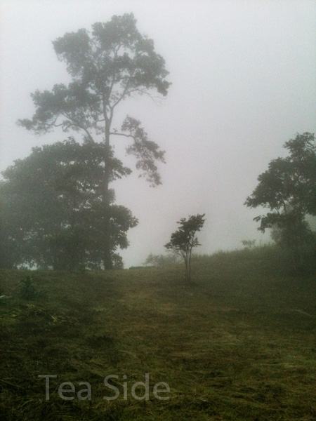 Misty jungle view 2