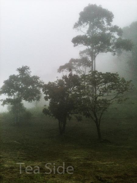 Misty jungle view 1