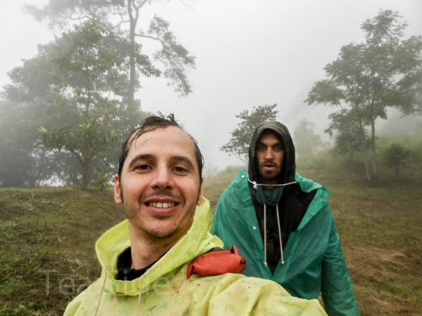Wild tea travellers