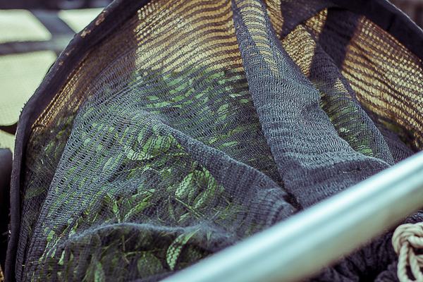 Fresh harvest Oolong Tea leaves