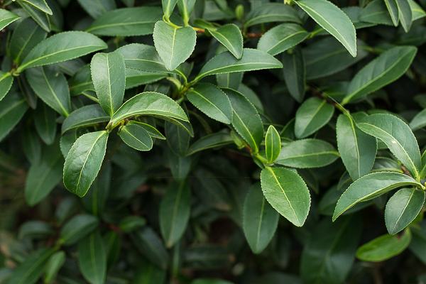 Oolong Tea Plant