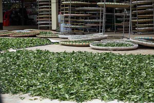 Withering Oolong Tea Leaves