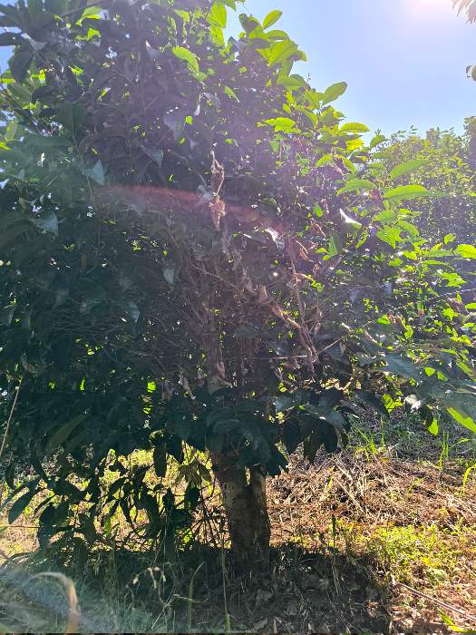 Old tea tree in Thailand