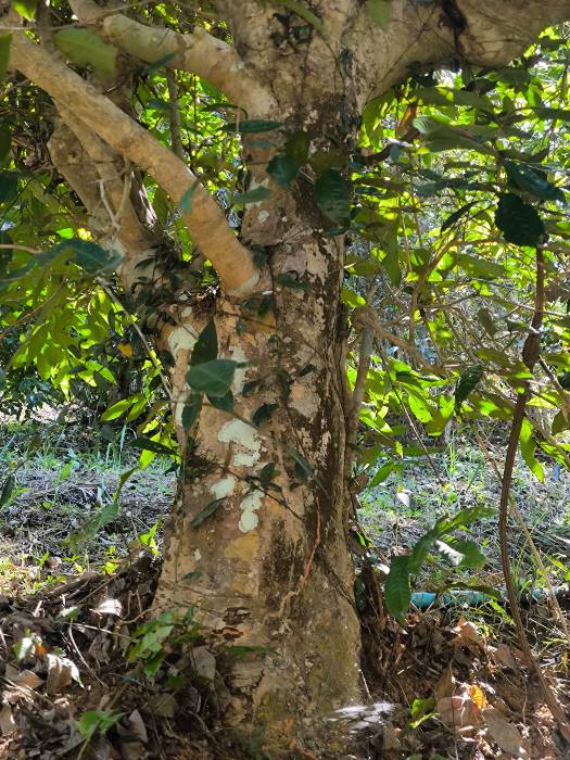 Thai old tea trees
